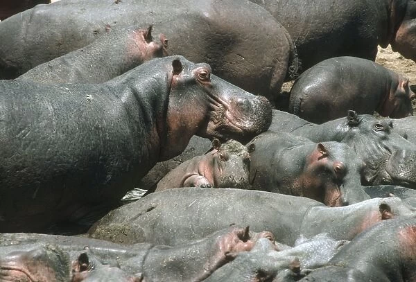 Hippopotamus - crowded into pool at end of dry season Luangwa River Zambia
