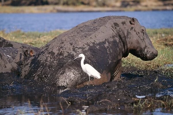 Hippopotamus With Egret