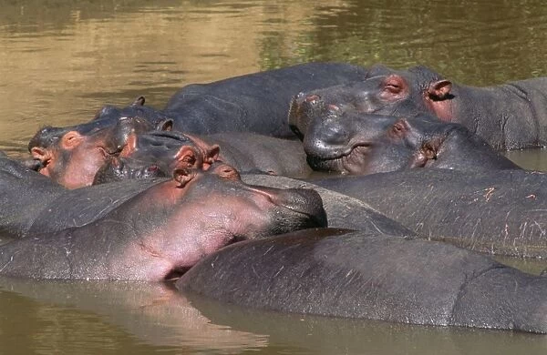 Hippopotamus FL 2238 Maasai Mara, Kenya, Africa. Hippopotamus amphibius © Ferrero Labat  /  ARDEA LONDON