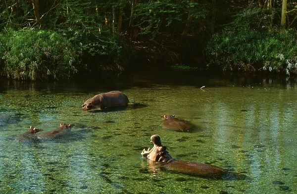 Hippopotamus FL 241 Maasai Mara, Kenya, Africa. Hippopotamus amphibius © Ferrero Labat  /  ARDEA LONDON