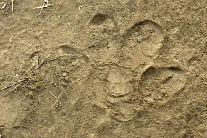 Framed Print : Hippopotamus - footprint. South Luangwa Valley National Park - Zambia - Africa Framed Print : Hippopotamus - footprint. South Luangwa Valley National Park - Zambia - Africa