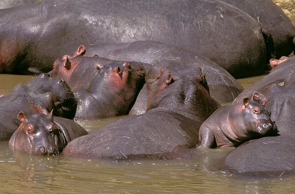 Hippopotamus - group of adults and young dozing in river - Masai Mara National Reserve - Kenya JFL14342