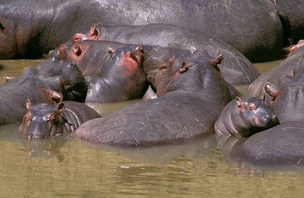 Hippopotamus - group of adults and young dozing in river - Masai Mara National Reserve - Kenya JFL14341