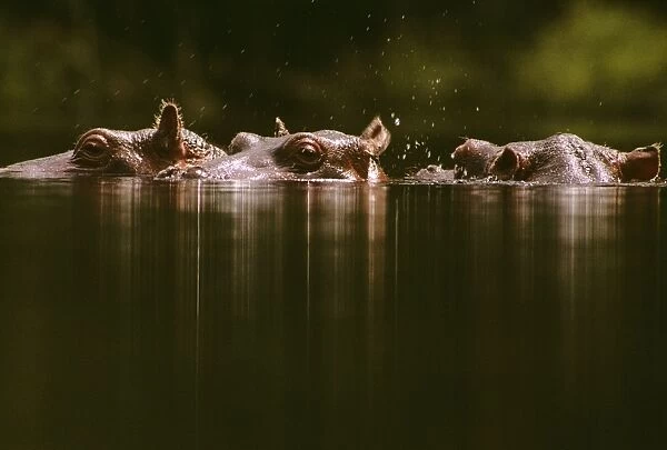 Hippopotamus - group in water, Maasai Mara National Reserve, Kenya, Nile River valley of East Africa JFL01117