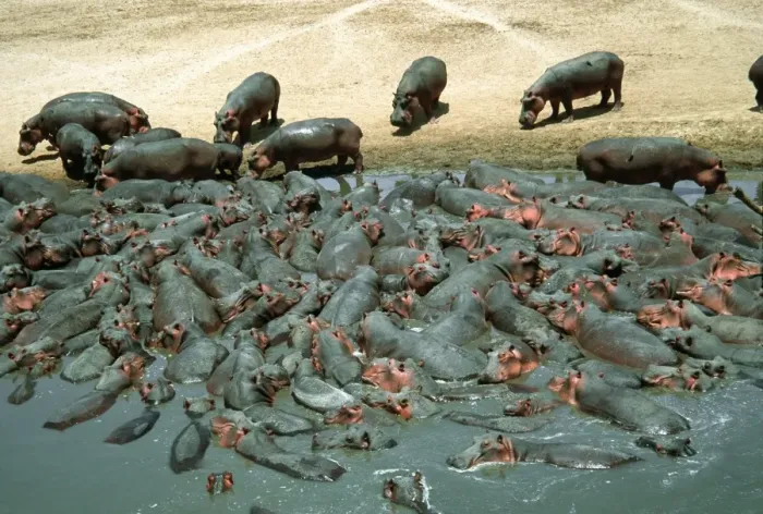 Framed Print : Hippopotamus herd crowded into pool at end of dry season Luangwa National Park Zambia Africa
