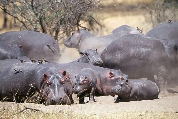 Hippopotamus JD 13955 Hippopotamus amphibius - Serengeti, Tanzania © John Daniels ARDEA LONDON