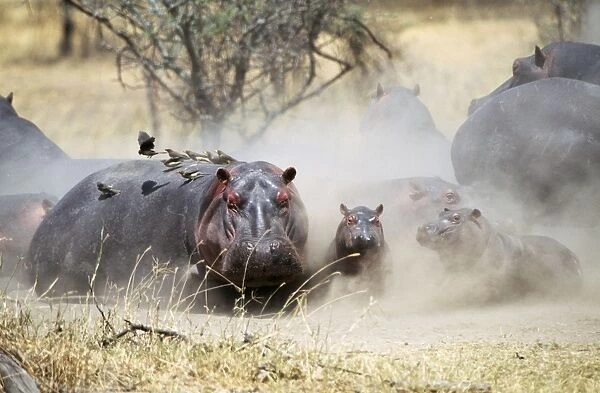 Hippopotamus JD 13957 Hippopotamus amphibius - Serengeti, Tanzania © John Daniels ARDEA LONDON