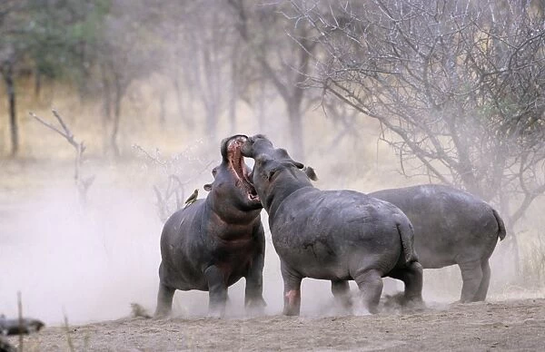 Hippopotamus - Juvenile males play-fighting. Serengeti National Park, Tanzania, Africa