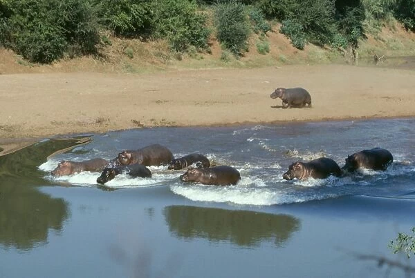Hippopotamus Kruger National Park
