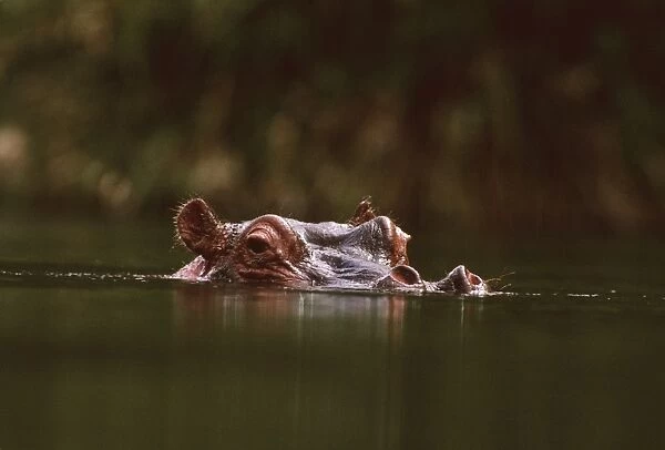 Hippopotamus - low in water of river, Kenya, Nile River valley of East Africa JFL01145