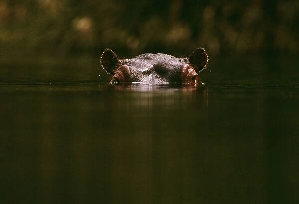 Hippopotamus - low in water of river - Kenya, Nile River valley of East Africa JFL01147