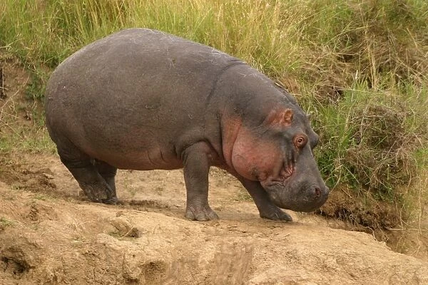 Hippopotamus Maasai Mara, Africa
