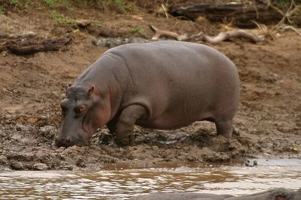 Hippopotamus. Maasai Mara - Kenya - Africa
