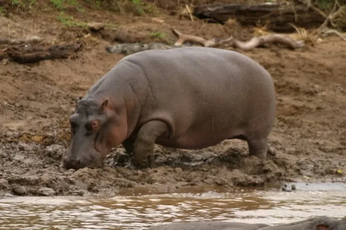 Framed Print : Hippopotamus. Maasai Mara - Kenya - Africa