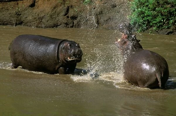 Hippopotamus - males fighting in water - Masai Mara National Reserve - Kenya JFL11571