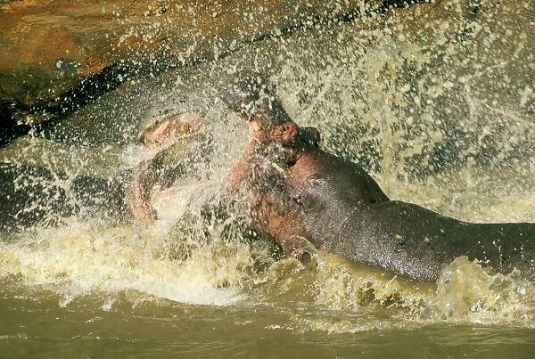 Hippopotamus - males fighting in water - Masai Mara National Reserve - Kenya JFL11511
