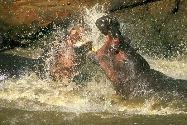 Hippopotamus - males fighting in water - Masai Mara National Reserve - Kenya JFL11510