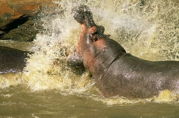 Hippopotamus - males fighting in water - Masai Mara National Reserve - Kenya JFL11509