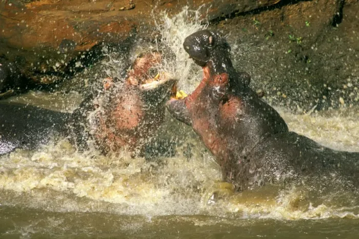 Framed Print : Hippopotamus - males fighting in water - Masai Mara National Reserve - Kenya JFL11510 Framed Print : Hippopotamus - males fighting in water - Masai Mara National Reserve - Kenya JFL11510