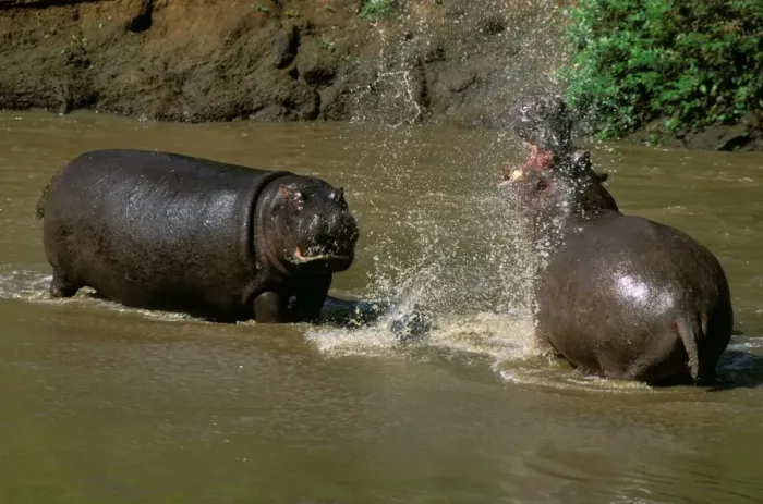 Framed Print : Hippopotamus - males fighting in water - Masai Mara National Reserve - Kenya JFL11571 Framed Print : Hippopotamus - males fighting in water - Masai Mara National Reserve - Kenya JFL11571