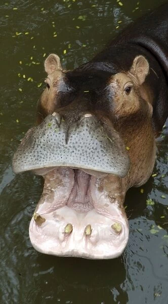 Hippopotamus - With mouth open