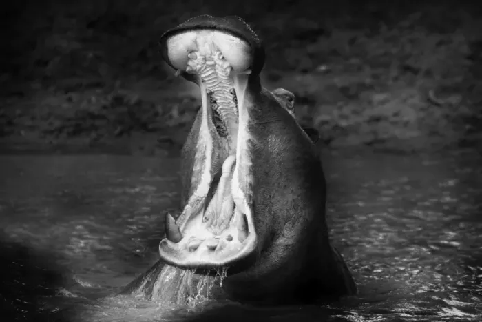 Framed Print : Hippopotamus - mouth open. Maasai Mara - Kenya. Black & White Framed Print : Hippopotamus - mouth open. Maasai Mara - Kenya. Black & White