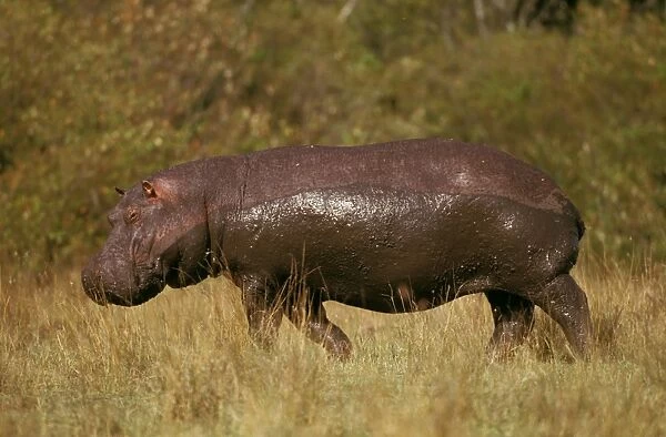 Hippopotamus - with mud marks - East Africa, Nile River valley of East Africa JFL04511