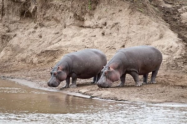 Hippopotamus - pair standing on river bank - Masai Mara Kenya