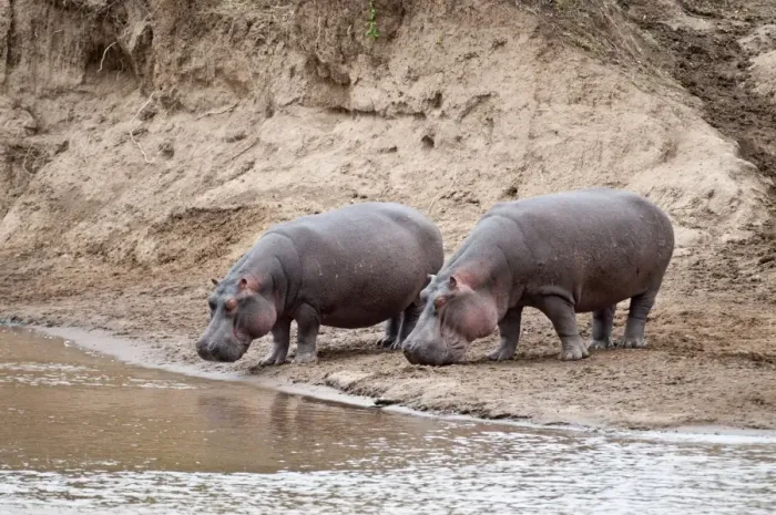 Framed Print : Hippopotamus - pair standing on river bank - Masai Mara Kenya Framed Print : Hippopotamus - pair standing on river bank - Masai Mara Kenya