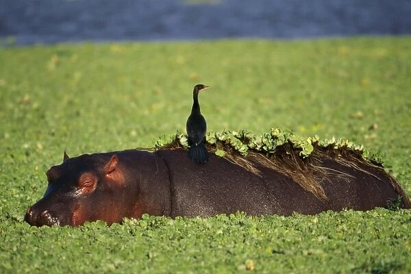 Hippopotamus With Reed Cormorant on back