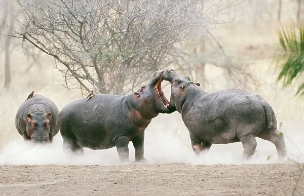 Hippopotamus RS 149 Juvenile male hippos play-fighting. Serengeti National Park Tanzania, Africa. © Robyn Stewart  /  ARDEA LONDON
