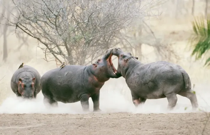 Framed Print : Hippopotamus RS 149 Juvenile male hippos play-fighting. Serengeti National Park Tanzania, Africa. © Robyn Stewart / ARDEA LONDON Framed Print : Hippopotamus RS 149 Juvenile male hippos play-fighting. Serengeti National Park Tanzania, Africa. © Robyn Stewart / ARDEA LONDON