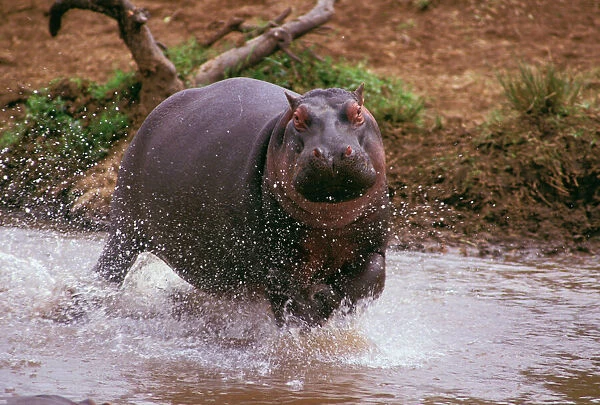 Hippopotamus - running in water - East Africa, Nile River valley of East Africa JFL02662