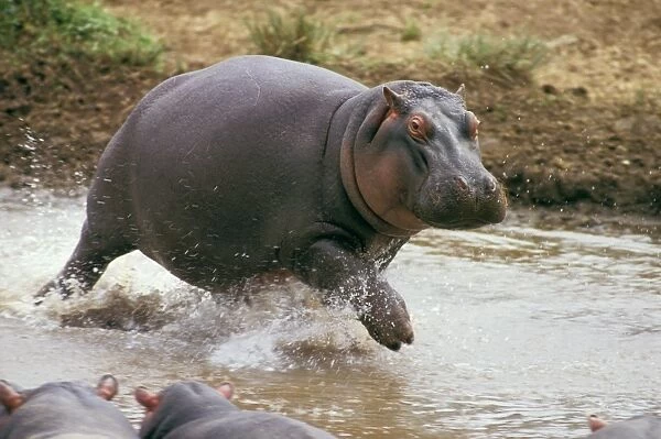 Hippopotamus - running through water - Masai Mara National Reserve, Kenya JFL02661