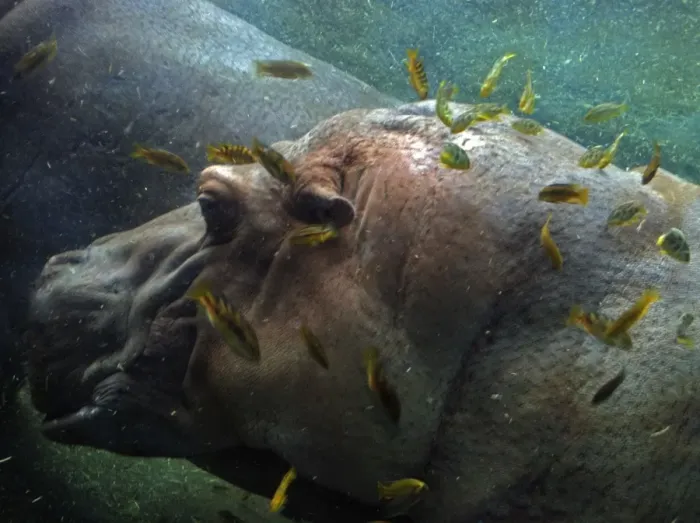 Framed Print : Hippopotamus underwater with cichlid fish feeding on its skin Framed Print : Hippopotamus underwater with cichlid fish feeding on its skin