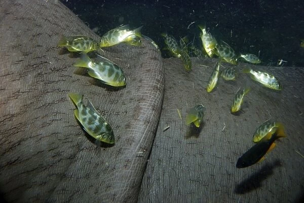 Hippopotamus underwater with cichlid fish feeding on its skin