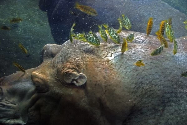 Hippopotamus underwater with cichlid fish feeding on its skin