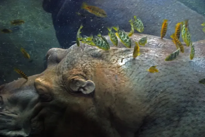 Framed Print : Hippopotamus underwater with cichlid fish feeding on its skin Framed Print : Hippopotamus underwater with cichlid fish feeding on its skin