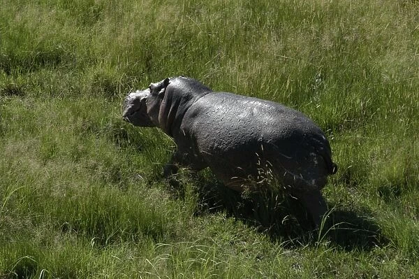 Hippopotamus - Walking on grass, Okavango Delta Botswana Africa