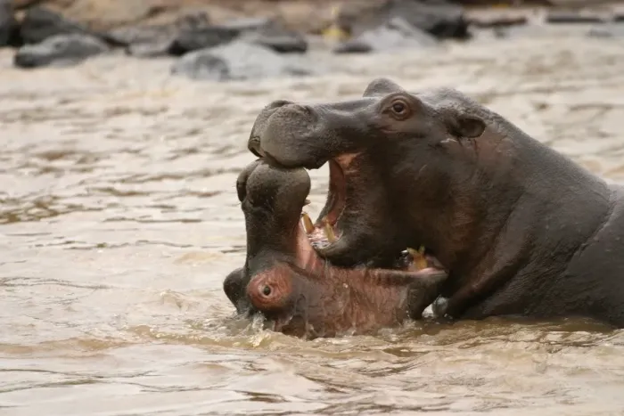 Framed Print : Hippopotamus Two in water fighting together Maasai Mara, Africa Framed Print : Hippopotamus Two in water fighting together Maasai Mara, Africa
