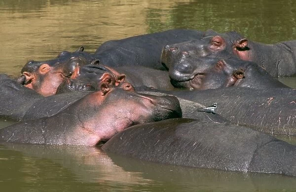 Hippopotamus - in water - group dozing with an oxpecker on the back of one - Masai Mara National Reserve - Kenya JFL14349