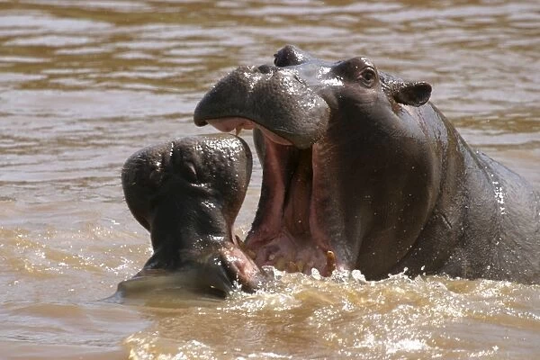 Hippopotamus - two in water. Maasai Mara - Kenya - Africa