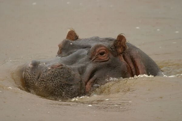 Hippopotamus - in water. Maasai Mara - Kenya - Africa