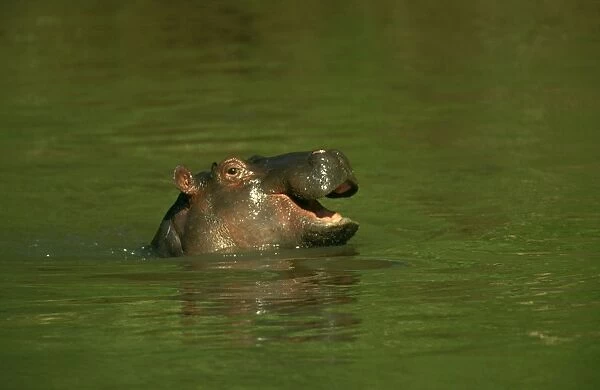 Hippopotamus - in water - Masai Mara National Reserve - Kenya JFL14865