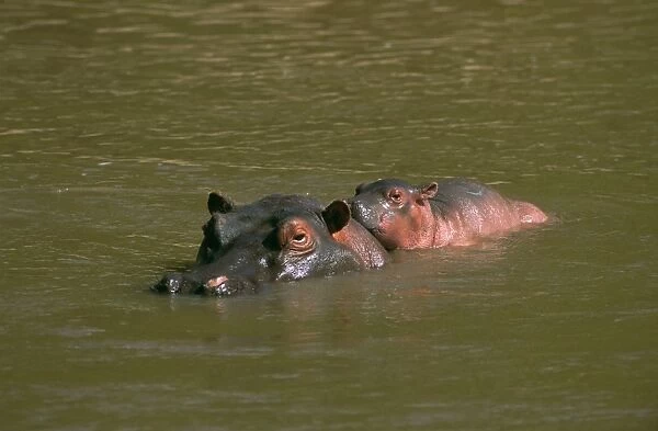 Hippopotamus - in water - Masai Mara National Reserve - Kenya JFL14853