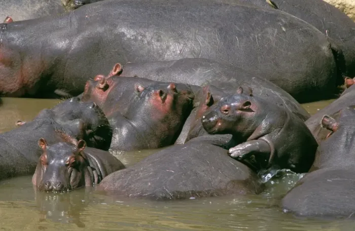 Framed Print : Hippopotamus - in water mother & young - Masai Mara National Reserve - Kenya JFL14351