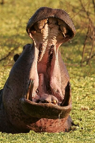 Hippopotamus - in water with mouth open