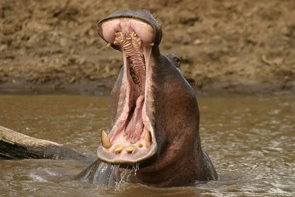Hippopotamus In water with mouth wide open Maasai Mara, Africa