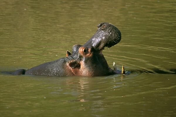 Hippopotamus - in water with mouth wide open - Masai Mara National Reserve - Kenya JFL14372