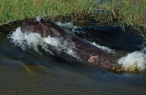 Hippopotamus - In water, Okavango Delta Botswana Africa